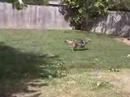 typical wolf behavior - playing in the yard. a simple branch from a tree can keep them entertained for hours. all summer long, every day we filled their small pool up with water and added 5 or 6 bags of ice. believe it or not, we built an 8'l x 6'w x 6'h little wolf penthouse with a swinging door, futons, toys and complete with airconditioning.