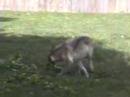 typical wolf behavior - playing in the yard. a simple branch from a tree can keep them entertained for hours. all summer long, every day we filled their small pool up with water and added 5 or 6 bags of ice. believe it or not, we built an 8'l x 6'w x 6'h little wolf penthouse with a swinging door, futons, toys and complete with airconditioning.