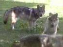typical wolf behavior - playing in the yard. a simple branch from a tree can keep them entertained for hours. all summer long, every day we filled their small pool up with water and added 5 or 6 bags of ice. believe it or not, we built an 8'l x 6'w x 6'h little wolf penthouse with a swinging door, futons, toys and complete with airconditioning.