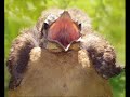 Funny Birds!
