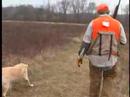 pheasant hunting action