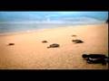 Malaysia Truly Asia - Eco-Tourism 2007 TVC ...