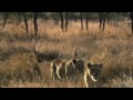 World’s Deadliest “The Pack: Lions”