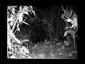 Extinct rhino in borneo caught on tape