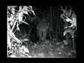 Extinct rhino in borneo caught on tape