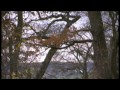 Icon for Post #Audi Q5 Hybrid Quattro footage