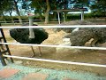 Orstrich Farm @ NDOR