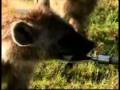 videos de Tigers bite force Scientifically tested at 1,275 lbs, Lions bite force Scientifically tested at 691 lbs.