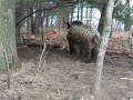 WILD BOAR