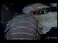 Deep-sea-feeding-fre