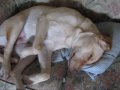 My dog Lucy