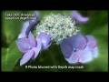videos de DOF_Anaglyph of Hydrangea