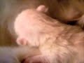 Kittens of the fifth day ??????????? Kittens of the fifth day ???????????