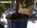 Lindsay Farr's World Of Bonsai Episode 2