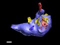 WitmerLab: Nigersaurus - Brain Endocast - Roll WitmerLab: Nigersaurus - Brain Endocast - Roll