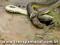 ataque da sucuri com o jacaré no Pantanal Matogrossense