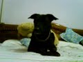 My dog video. . . My dog video. . .