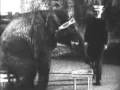 At The Circus featuring Jumbo the Elephant 
