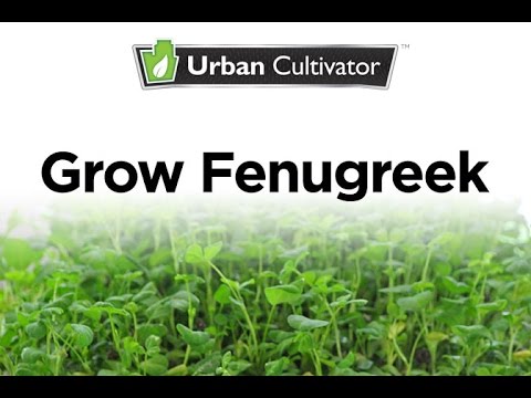 how to grow fenugreek