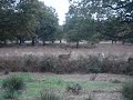 Mating Season, Richmond Park