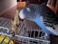 Mickey Budgie says yes