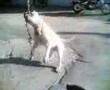 Bulldog Americano video