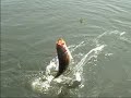 Black Bass Wars