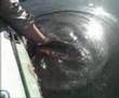 Black Bass Wars