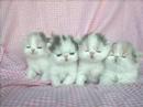 felinos una delicia