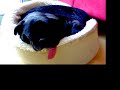 See Video