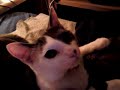 My kitty Rascal My kitty Rascal