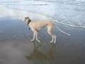Galgo Gioia
