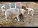 Eclipse, a Wolf-Dog Cub, Takes on the World!