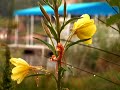 Evening Primrose
