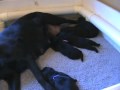 Ricochet Labradors Black English Lab pups 10 days old