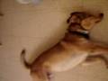 videos de Dog plays dead