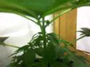 My new indoor growroom!! 250watt!! x3 plz comment!!!!