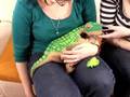 Ugobe's Pleo dinosaur robot reviewed by Shiny Media