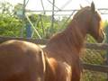 videos de Lider