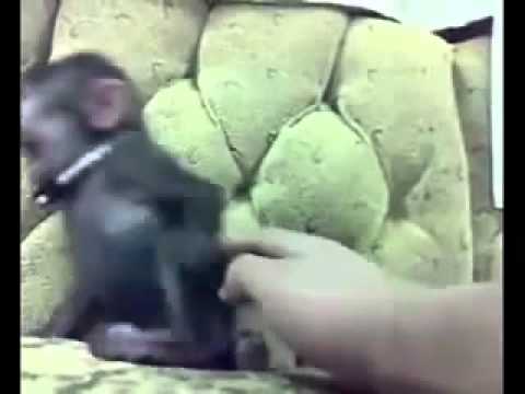 Monyet Gelak Sakan.mp4