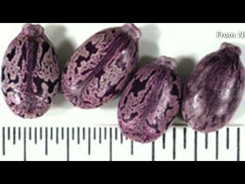 how to obtain ricin