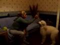 Caniche video