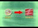 HIGHLY POSSIBLE SOLUTIONS TO INCURABLE ILLNESSES Kidney Cysts