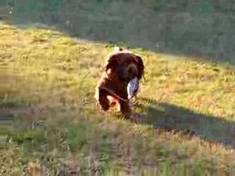 Sussex Spaniel Hunting