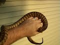 My Woma My Woma