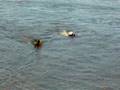 Labrador Retriever video