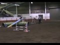 Agility Darwin Dog Master St DarnBar