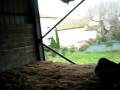 videos de aïe !