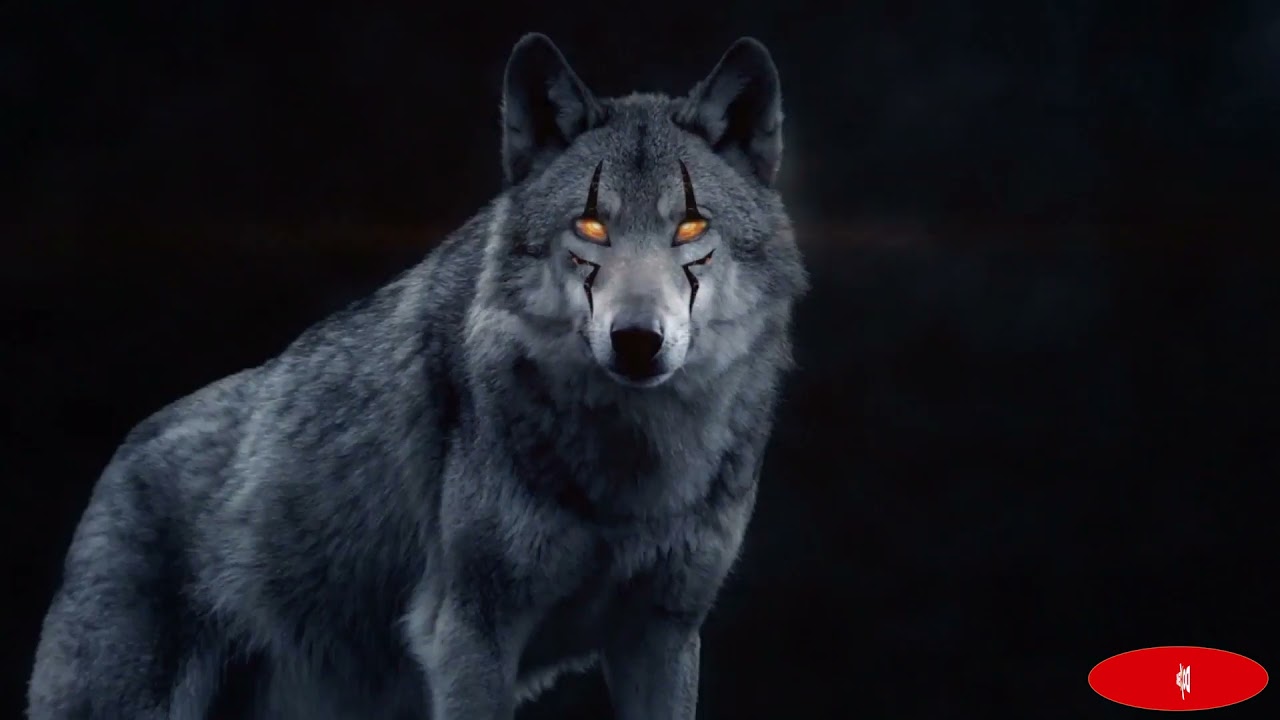 Video Clip Bi LED WOLF LIGHT