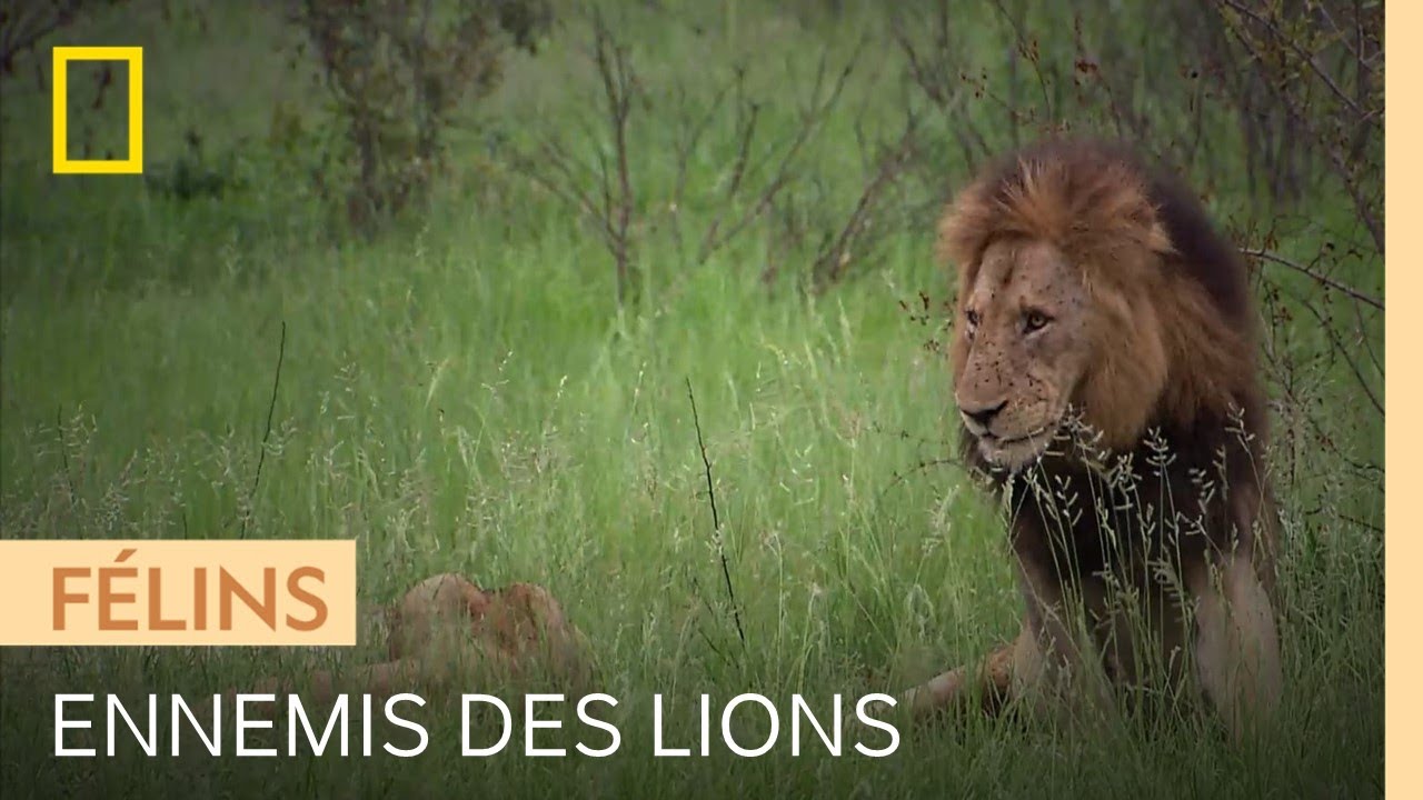 Documentaire Ces deux herbivores parviennent à faire fuir les lions